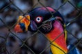 King Vulture profile trapped between grids , portrait Royalty Free Stock Photo