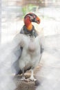 King Vulture at the Reid Park Zoo