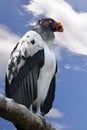 King Vulture - Sarcoramphus papa Royalty Free Stock Photo