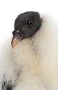 King Vulture, Sarcoramphus papa, 3 months old Royalty Free Stock Photo