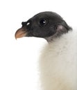 King Vulture, Sarcoramphus papa, 3 months old Royalty Free Stock Photo