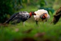 King Vulture - Sarcoramphus papa big bird of prey  family Cathartidae  black and white body  red  orange head  beak and throat. Royalty Free Stock Photo