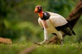 King Vulture - Sarcoramphus papa big bird of prey  family Cathartidae  black and white body  red  orange head  beak and throat. Royalty Free Stock Photo