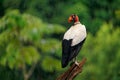 King Vulture - Sarcoramphus papa big bird of prey  family Cathartidae  black and white body  red  orange head  beak and throat. Royalty Free Stock Photo