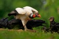 King Vulture - Sarcoramphus papa big bird of prey  family Cathartidae  black and white body  red  orange head  beak and throat. Royalty Free Stock Photo