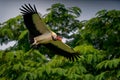 King Vulture - Sarcoramphus papa big bird of prey family Cathartidae black and white body red orange head beak and throat.