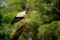 King Vulture - Sarcoramphus papa big bird of prey family Cathartidae black and white body red orange head beak and throat.