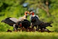 King vulture, Sarcoramphus papa, with carcas and black vultures. Red head bird, forest in the background. Wildlife scene from trop Royalty Free Stock Photo