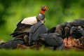 King vulture, Sarcoramphus papa, with carcas and black vultures. Red head bird, forest in the background. Wildlife scene from trop Royalty Free Stock Photo