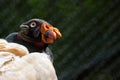 King vulture Sarcoramphus papa close up