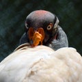 King vulture Sarcoramphus papa head close up Royalty Free Stock Photo