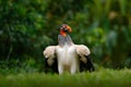 King vulture, Sarcoramphus papa, large bird found in Central and South America. Flying bird, forest in the background. Wildlife sc Royalty Free Stock Photo