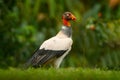 King vulture, Sarcoramphus papa, large bird found in Central and South America. Flying bird, forest in the background. Wildlife sc Royalty Free Stock Photo