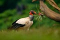 King vulture, Sarcoramphus papa, large bird found in Central and South America. Flying bird, forest in the background. Wildlife Royalty Free Stock Photo