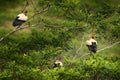 King vulture, Sarcoramphus papa, large bird found in Central and South America. Flying bird, forest in the background. Wildlife Royalty Free Stock Photo