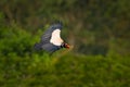 King vulture, Sarcoramphus papa, large bird found in Central and South America. Flying bird, forest in the background. Wildlife Royalty Free Stock Photo