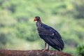 King vulture, Sarcoramphus papa, large bird found in Central and South America.