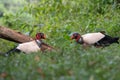 King vulture, Sarcoramphus papa, large bird found in Central and South America.