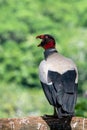 King vulture, Sarcoramphus papa, large bird found in Central and South America.
