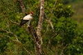 King vulture, Sarcoramphus papa, large bird found in Central and South America. King vulture in tree. Bird, forest in the backgrou Royalty Free Stock Photo