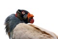 King Vulture Sarcoramphus papa from the New World vulture family Cathartidae, isolated portrait Royalty Free Stock Photo