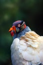 King Vulture Sarcoramphus papa from the New World vulture family Cathartidae, portrait with green background Royalty Free Stock Photo