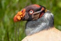 King vulture (Sarcoramphus papa)