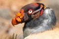 King vulture (Sarcoramphus papa