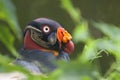 The king vulture Sarcoramphus papa, Royal Condorirrel in the morning.