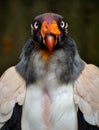 King Vulture Royalty Free Stock Photo