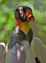 King Vulture Royalty Free Stock Photo
