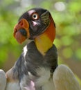 King Vulture Royalty Free Stock Photo