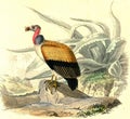 King vulture, vintage engraving