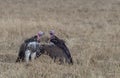 King Vultures sitting in dry grasses at Masai Mara, Kenya Royalty Free Stock Photo