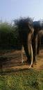 King wild elephant with ivory behind jungle fence