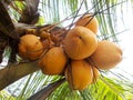 King yellow coconut bunch fruits Royalty Free Stock Photo