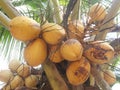 King yellow coconut bunch fruits Royalty Free Stock Photo