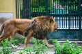 King at zoo