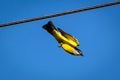 Kingbird flying in a blue sky