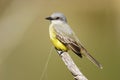 Kingbird ( Tyrannus melancholicus ) Royalty Free Stock Photo