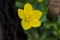 Kingcup, also known as marsh marigold