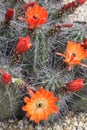 Kingcup cactus fleurs 8860