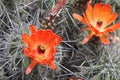 Kingcup cactus fleurs 8884