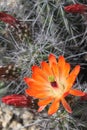 Kingcup cactus fleurs 8896
