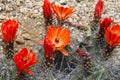 Kingcup cactus fleurs 8865 c