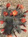 Kingcup cactus fleurs 2410