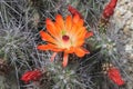 Kingcup cactus fleurs 8866