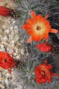 Kingcup cactus fleurs 8872