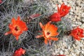 Kingcup cactus fleurs 8882