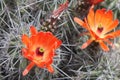 Kingcup cactus fleurs 8885
